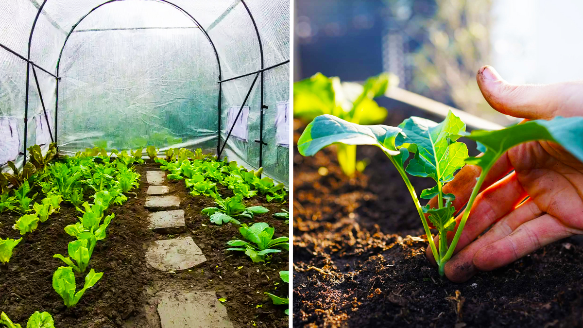 Ces légumes que vous pouvez encore planter jusqu'à la mi-décembre pour un jardin d'hiver productif