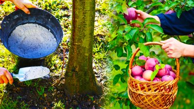 Comment la cendre peut revitaliser vos arbres fruitiers et améliorer votre récolte